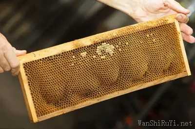 蜂蜡是怎么形成的,能够制造蜂蜡的是什么