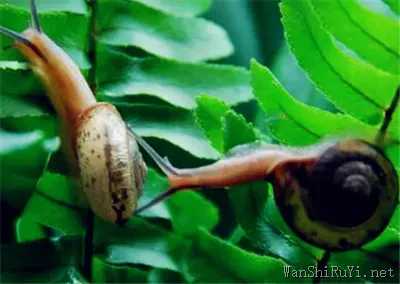 小蜗牛最喜欢吃什么食物,蜗牛喜欢吃什么食物图片